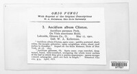 Uromyces albus image